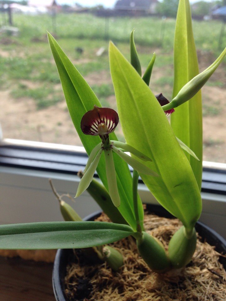 Encyclia octopussi - My, , Orchids