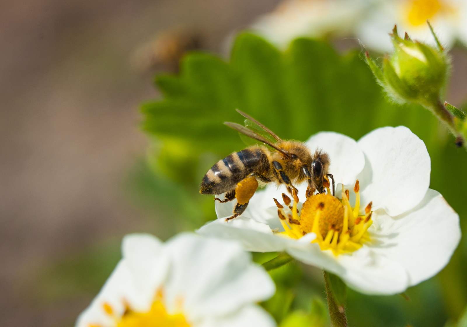 Summer has come! - My, Summer, Insects, Bees, Nature, Beginning photographer, I want criticism, Longpost