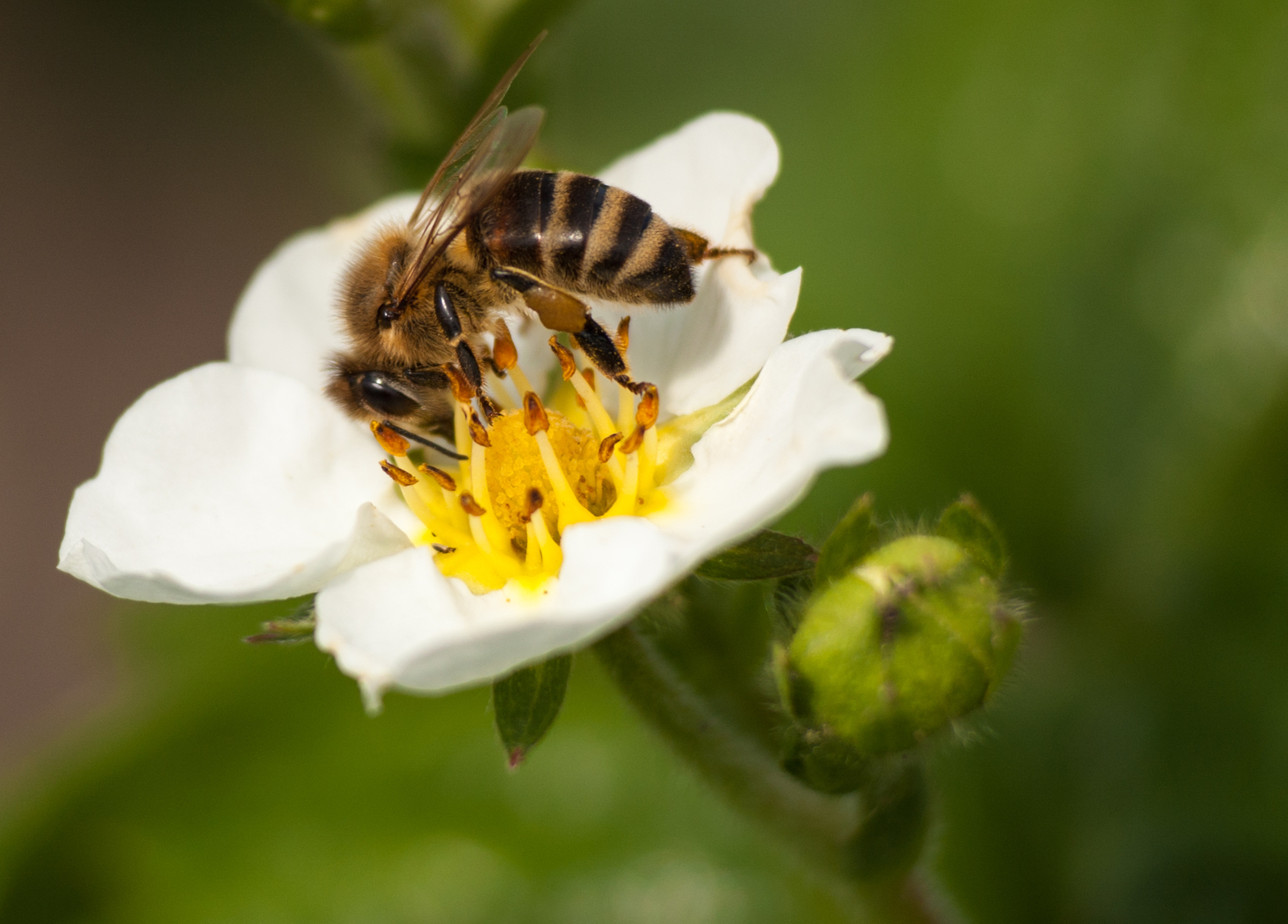 Summer has come! - My, Summer, Insects, Bees, Nature, Beginning photographer, I want criticism, Longpost