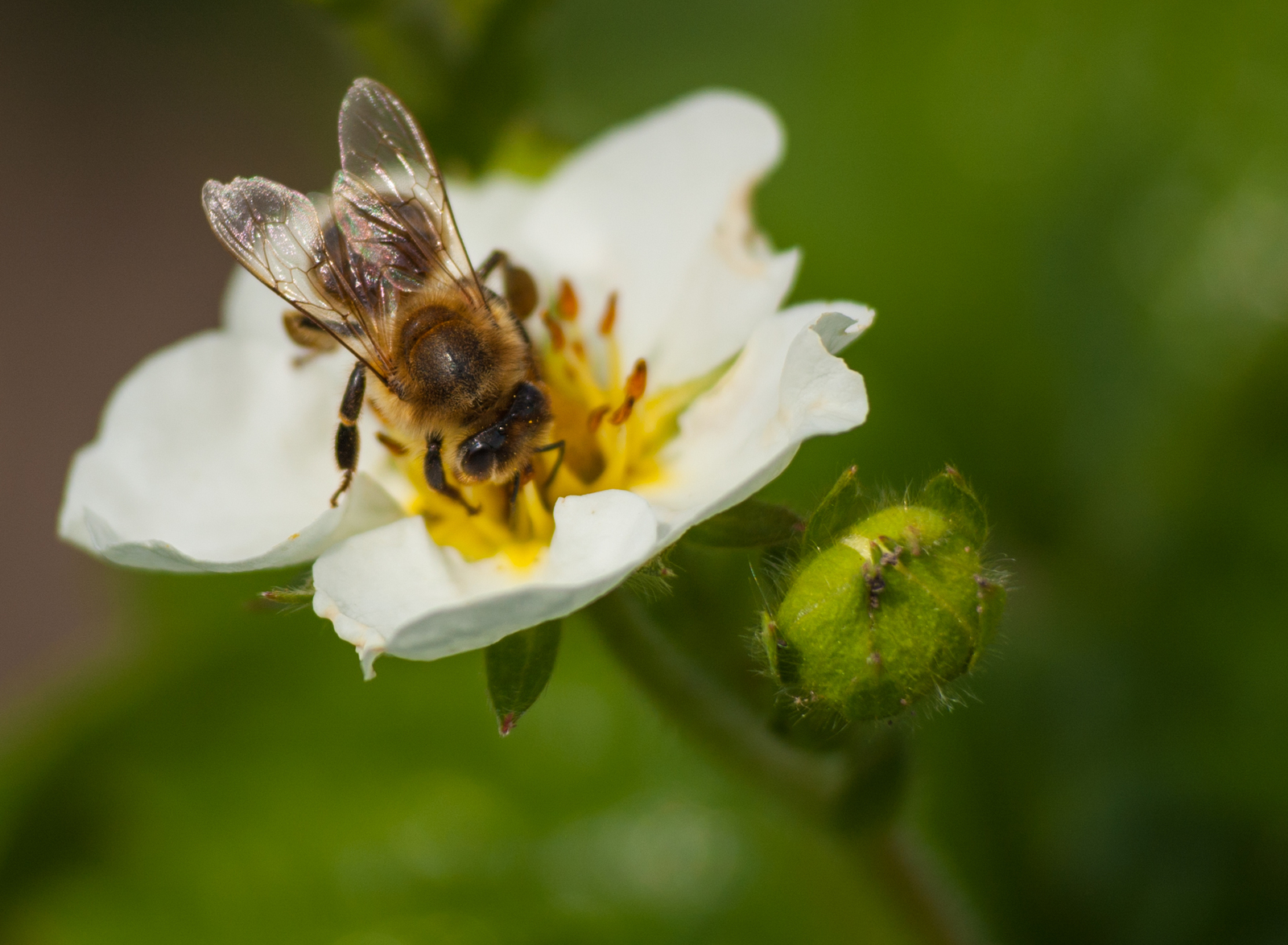 Summer has come! - My, Summer, Insects, Bees, Nature, Beginning photographer, I want criticism, Longpost