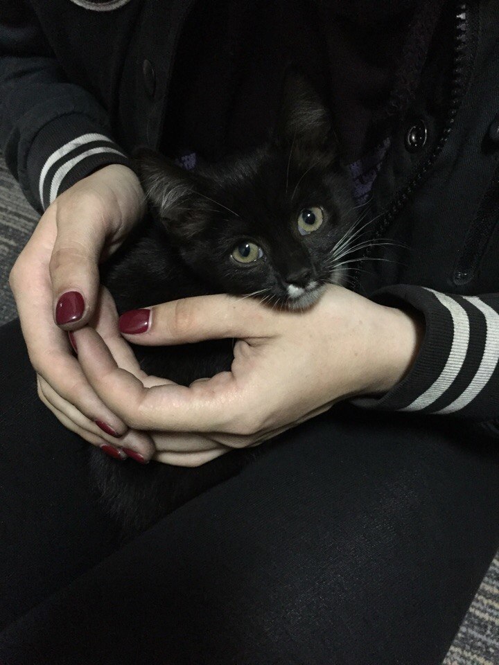 Kitten is looking for a home! St. Petersburg - My, cat, Longpost, In good hands, Help, Saint Petersburg, No rating, Helping animals