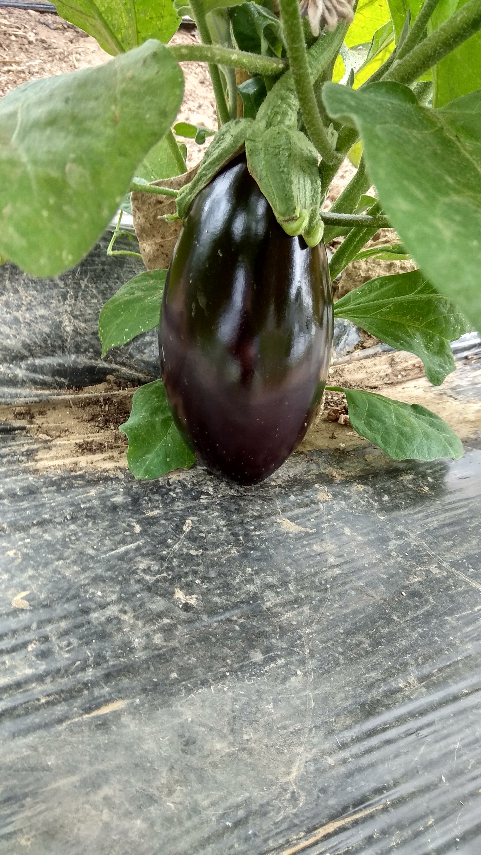 Vegetables in a greenhouse - Garden, Greenhouse, Vegetables, Italy, Pepper, Tomatoes, Eggplant, Longpost