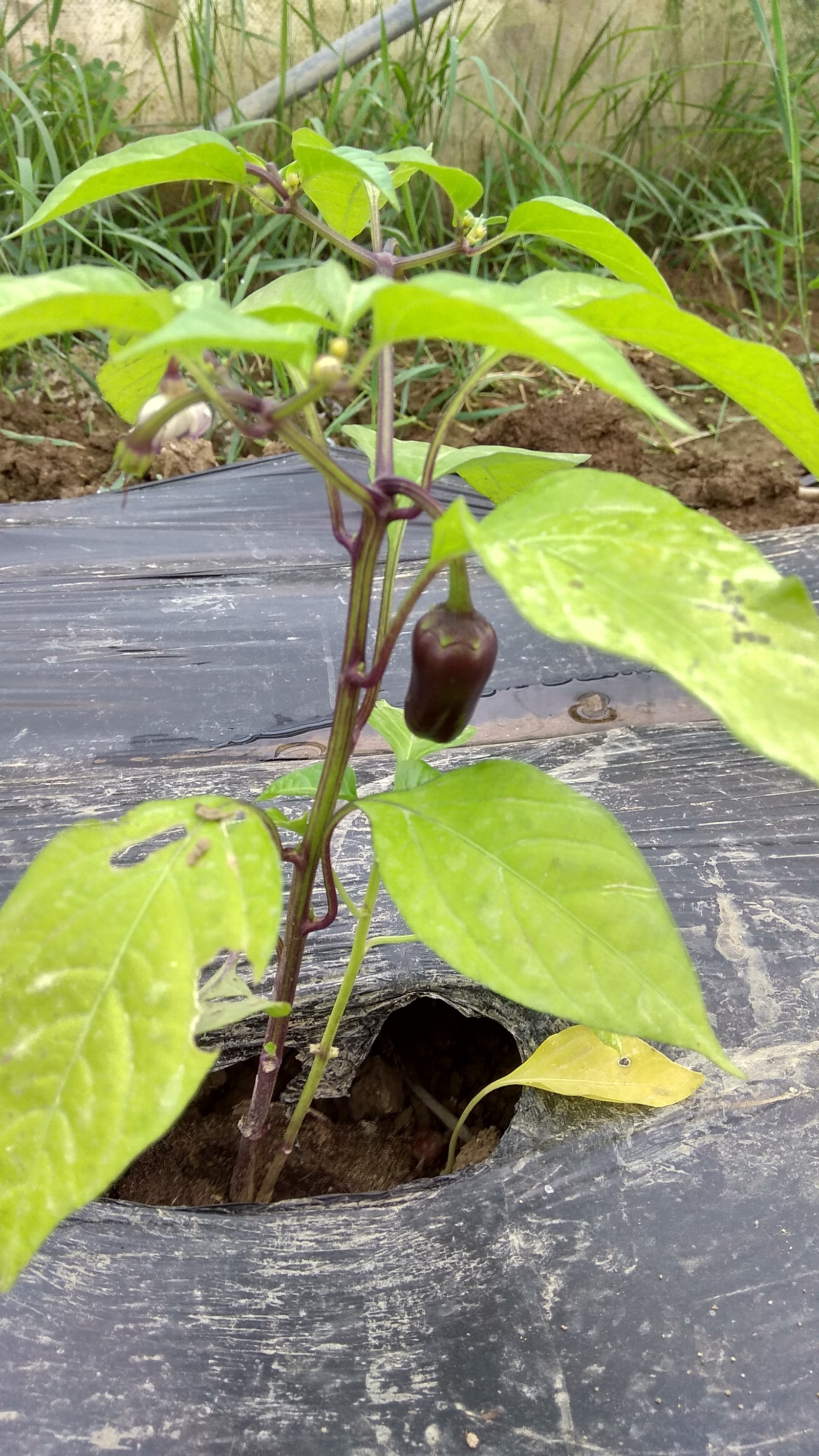 Vegetables in a greenhouse - Garden, Greenhouse, Vegetables, Italy, Pepper, Tomatoes, Eggplant, Longpost