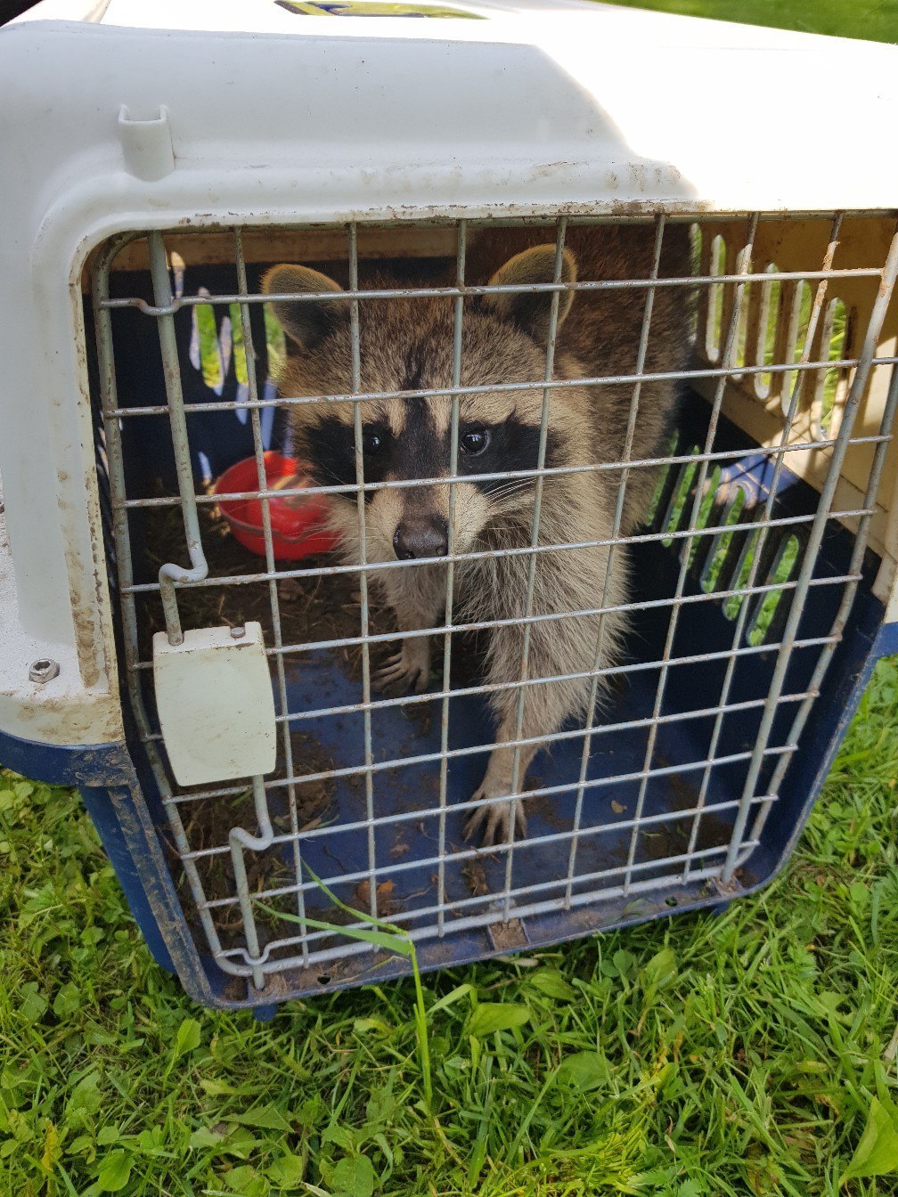 We are looking for the owners of the found raccoon!!! - My, Raccoon, , Moscow region, Help, Longpost, In good hands, No rating, Helping animals