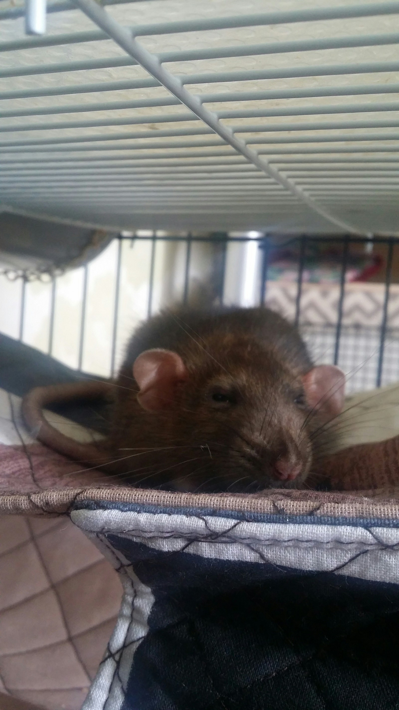 Sleepy Rat - Butterscotch - My, Decorative rats, Rat, Pet, Longpost, Pets