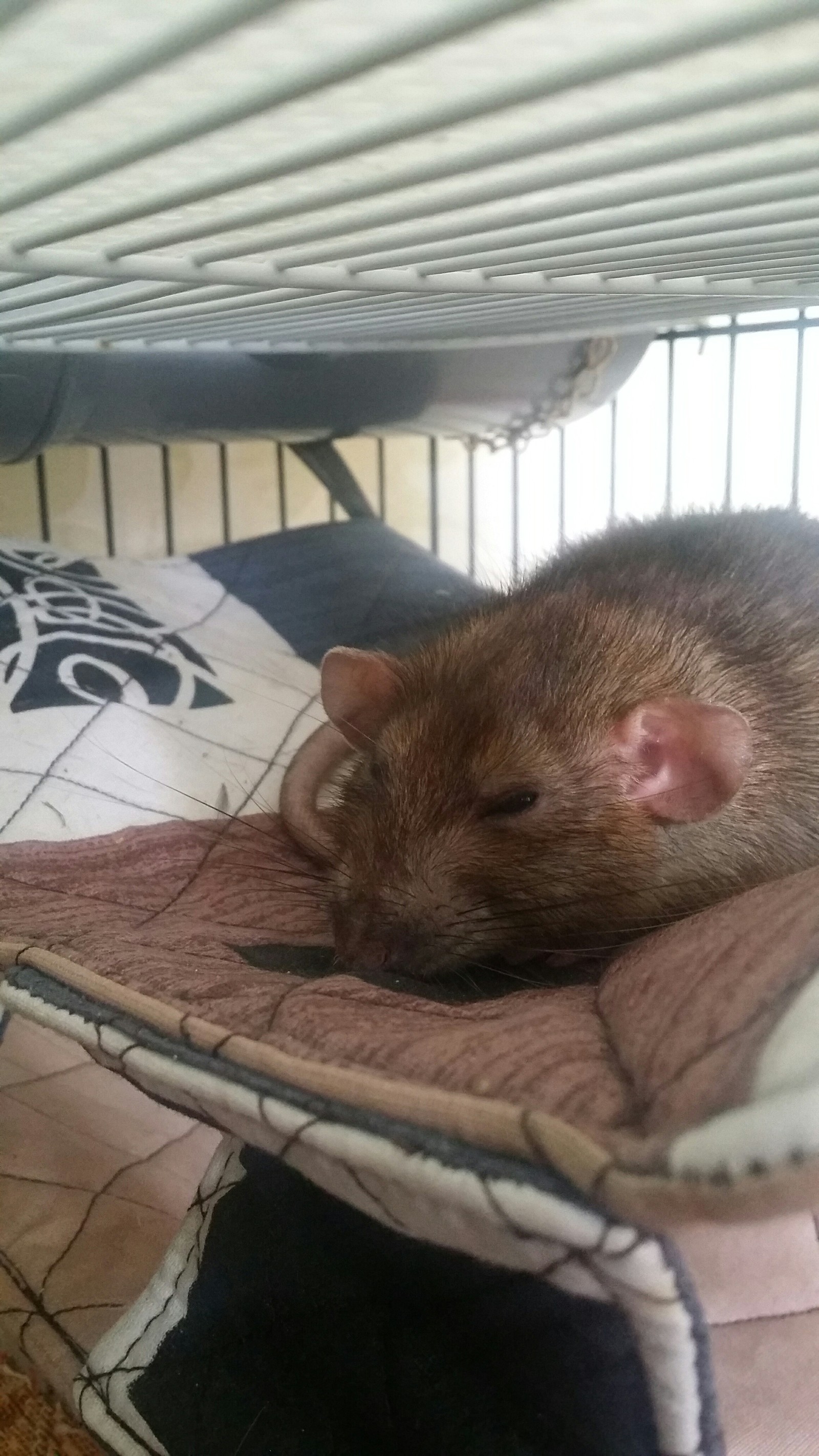 Sleepy Rat - Butterscotch - My, Decorative rats, Rat, Pet, Longpost, Pets