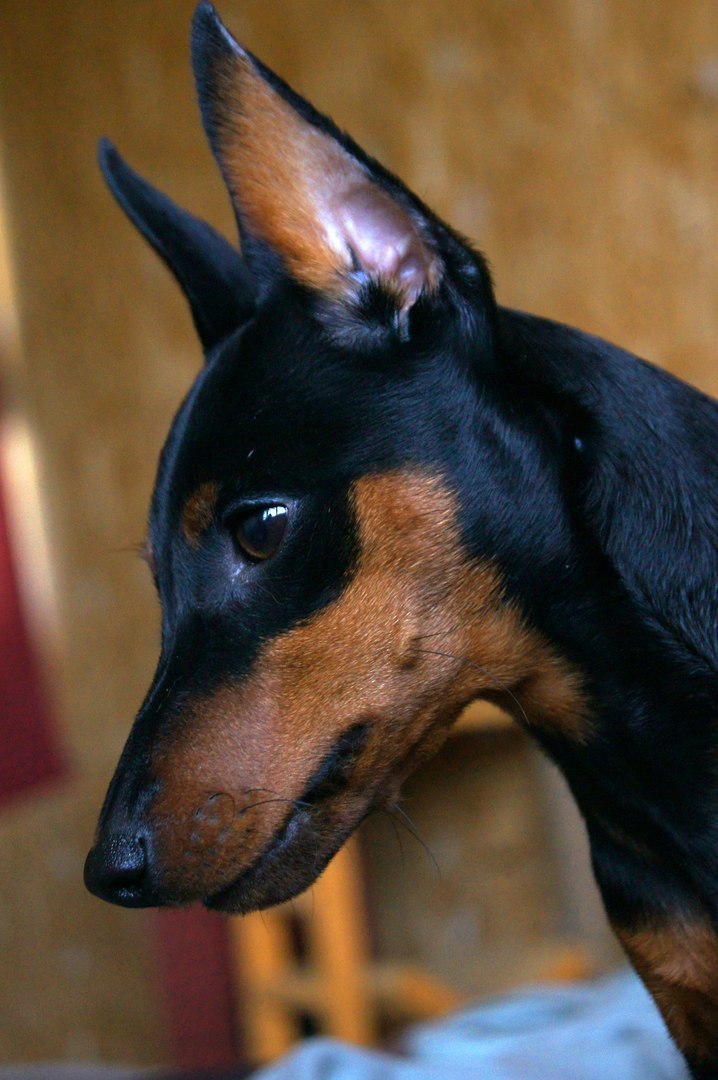 Tailed portrait photography - My, Animals, Dog, The photo, Longpost