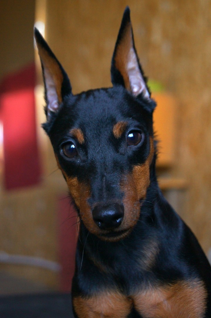 Tailed portrait photography - My, Animals, Dog, The photo, Longpost