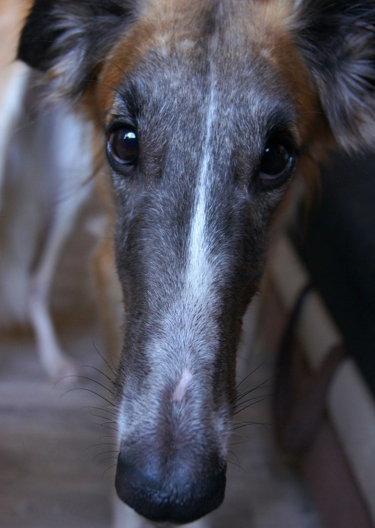 Tailed portrait photography - My, Animals, Dog, The photo, Longpost