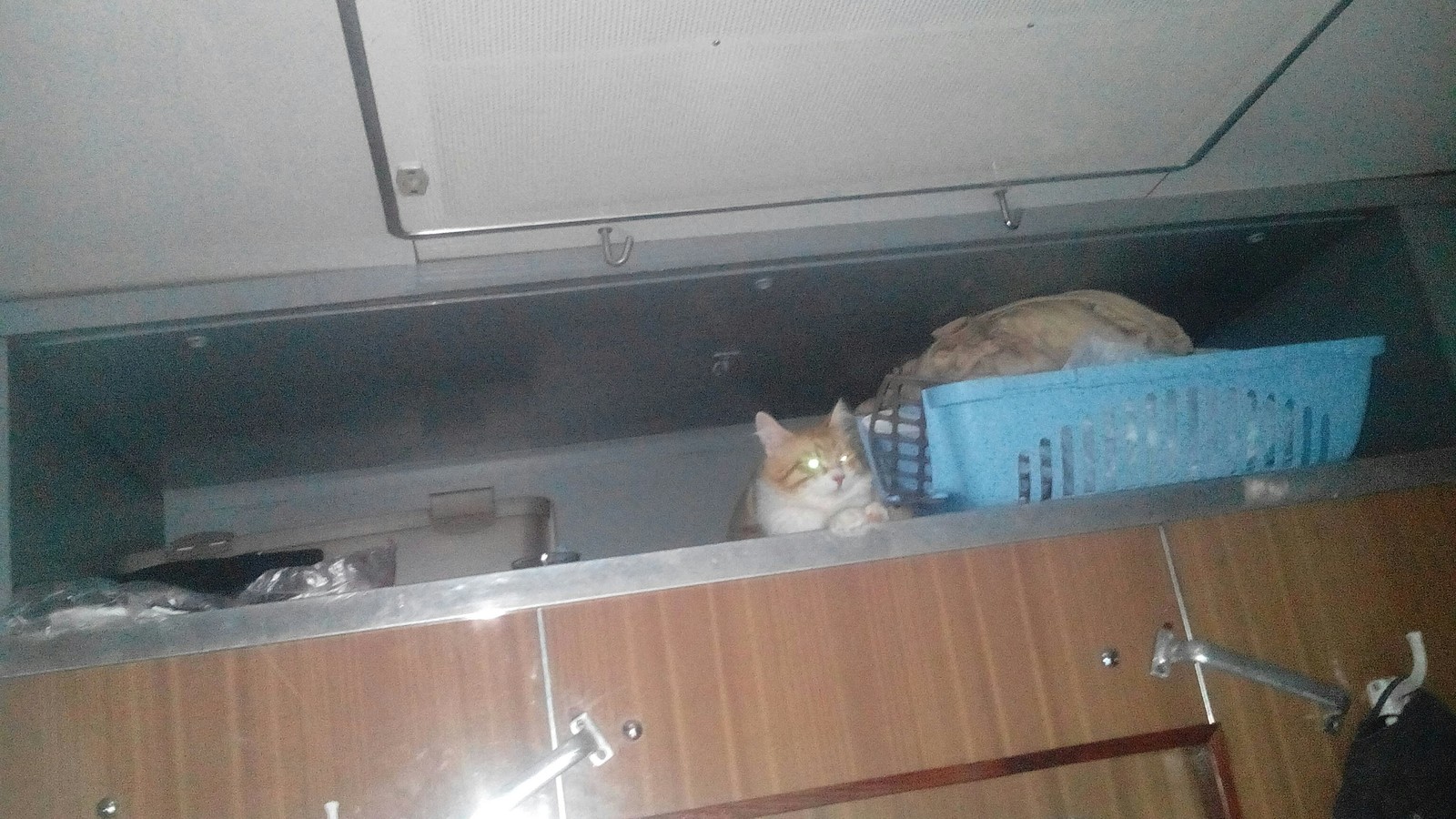 Kotopolka in a compartment - My, cat, Catomafia, Russian Railways, A train, Travels, Coupe