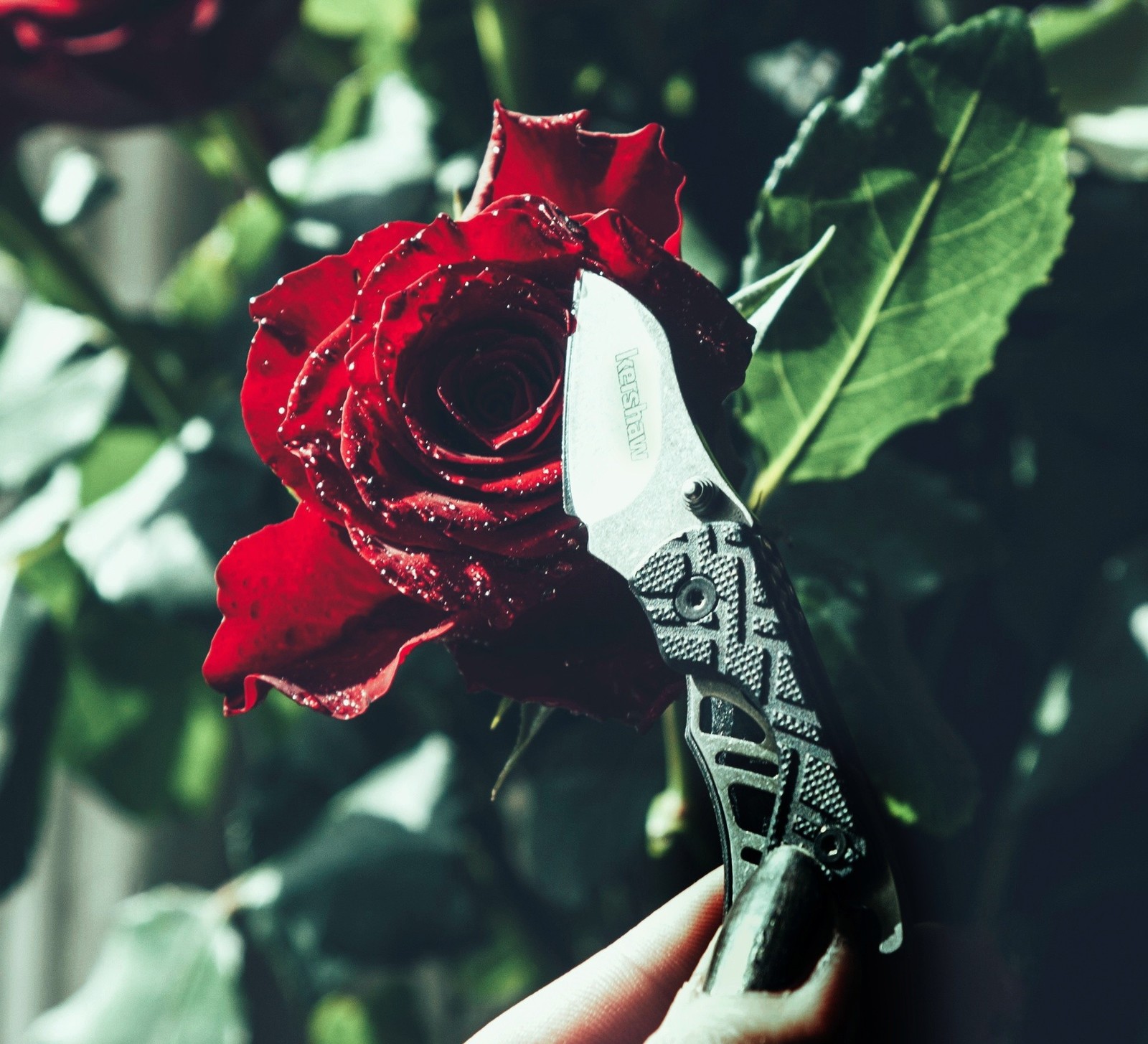 Girlish joys - My, the Rose, Knife, The photo, My, Longpost