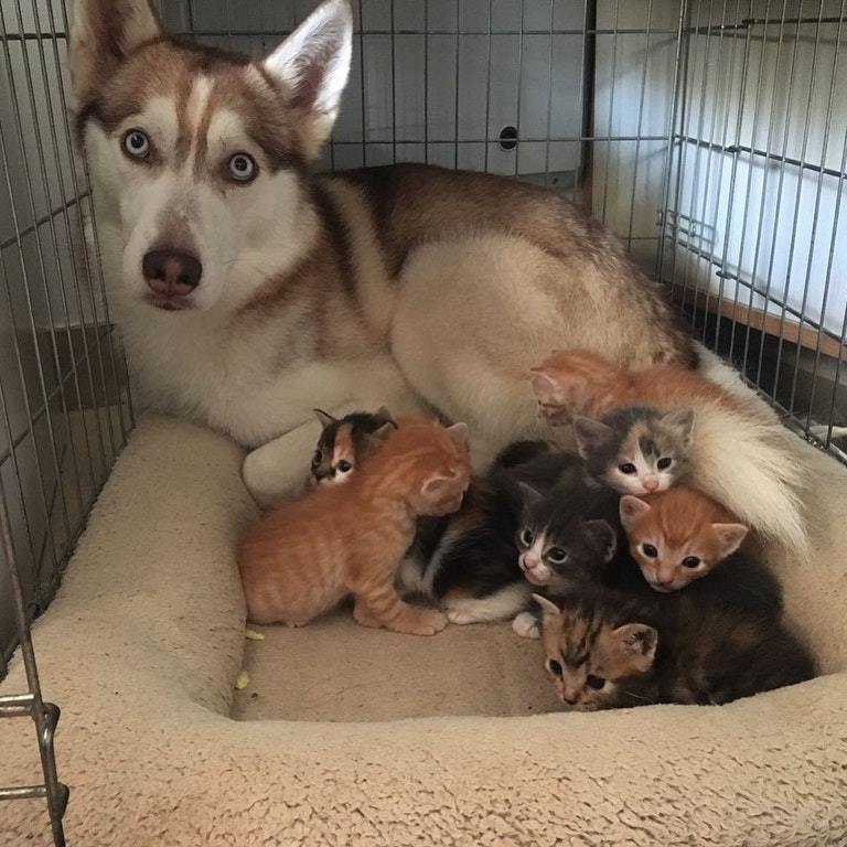 I can explain... - Dog, cat, Kittens, Animals, Reddit