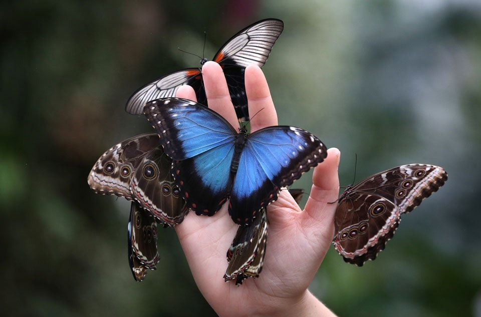 10 интересных фактов о бабочках. | Пикабу