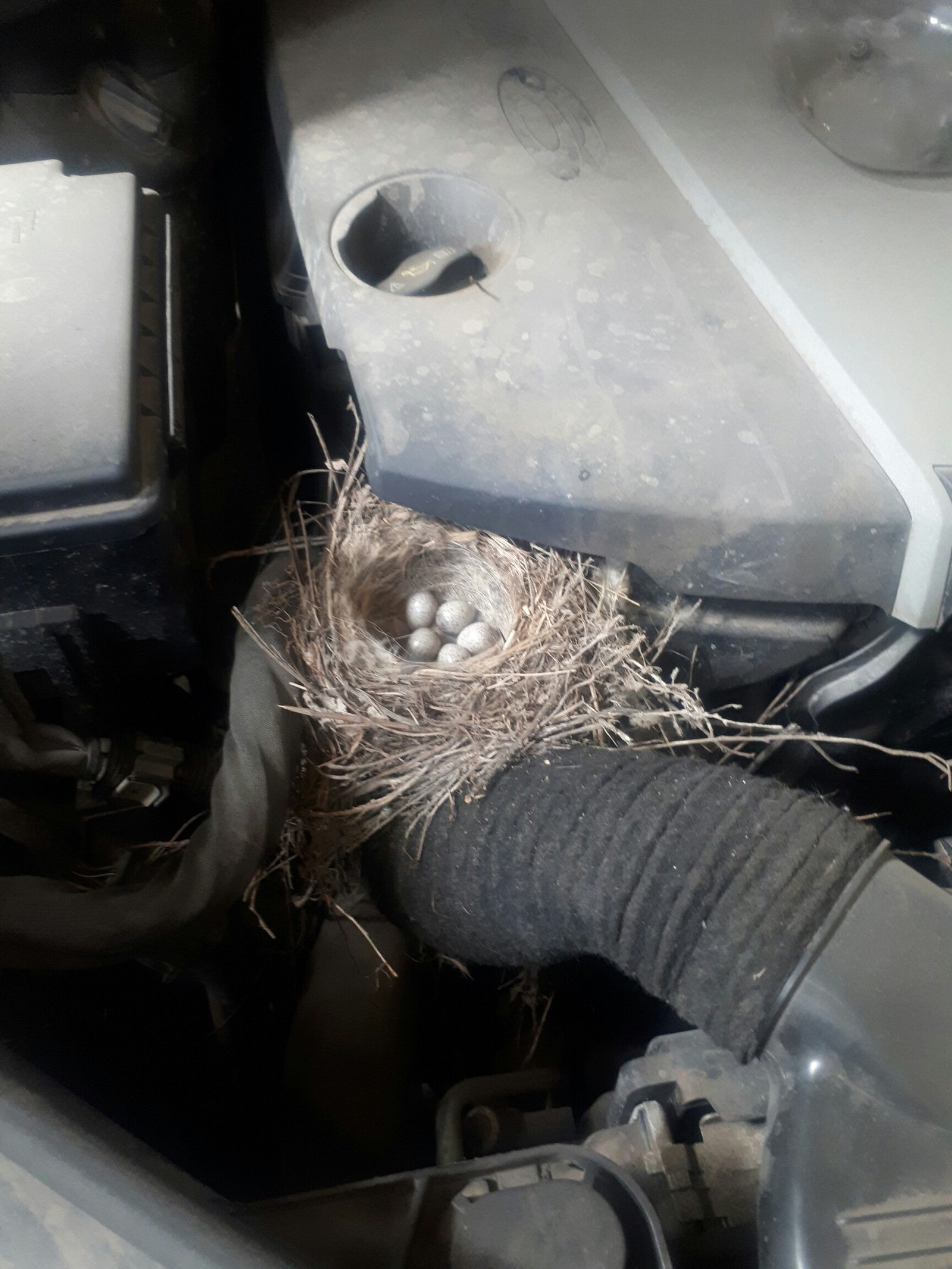 Once upon a time at a car service - Car service, Auto, Birds, Nest, Longpost