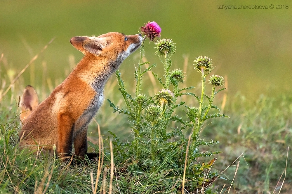 Crimean foxes =) - Fox, Crimea, Longpost, The photo, Animals, Fox cubs