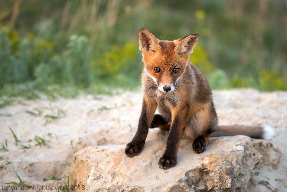 Crimean foxes =) - Fox, Crimea, Longpost, The photo, Animals, Fox cubs