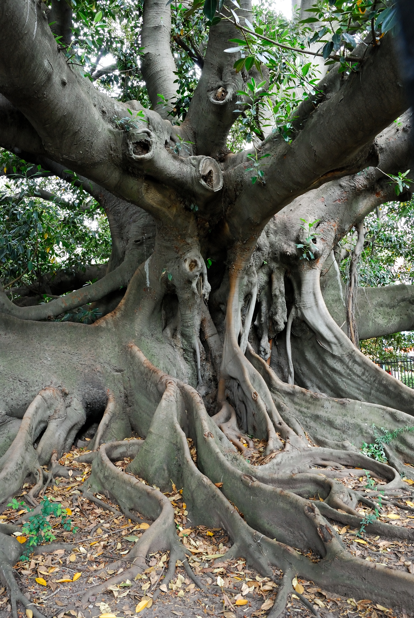 free ficus - My, Ficus, Tree, Buenos Aires, Argentina, The statue, Longpost, Sculpture