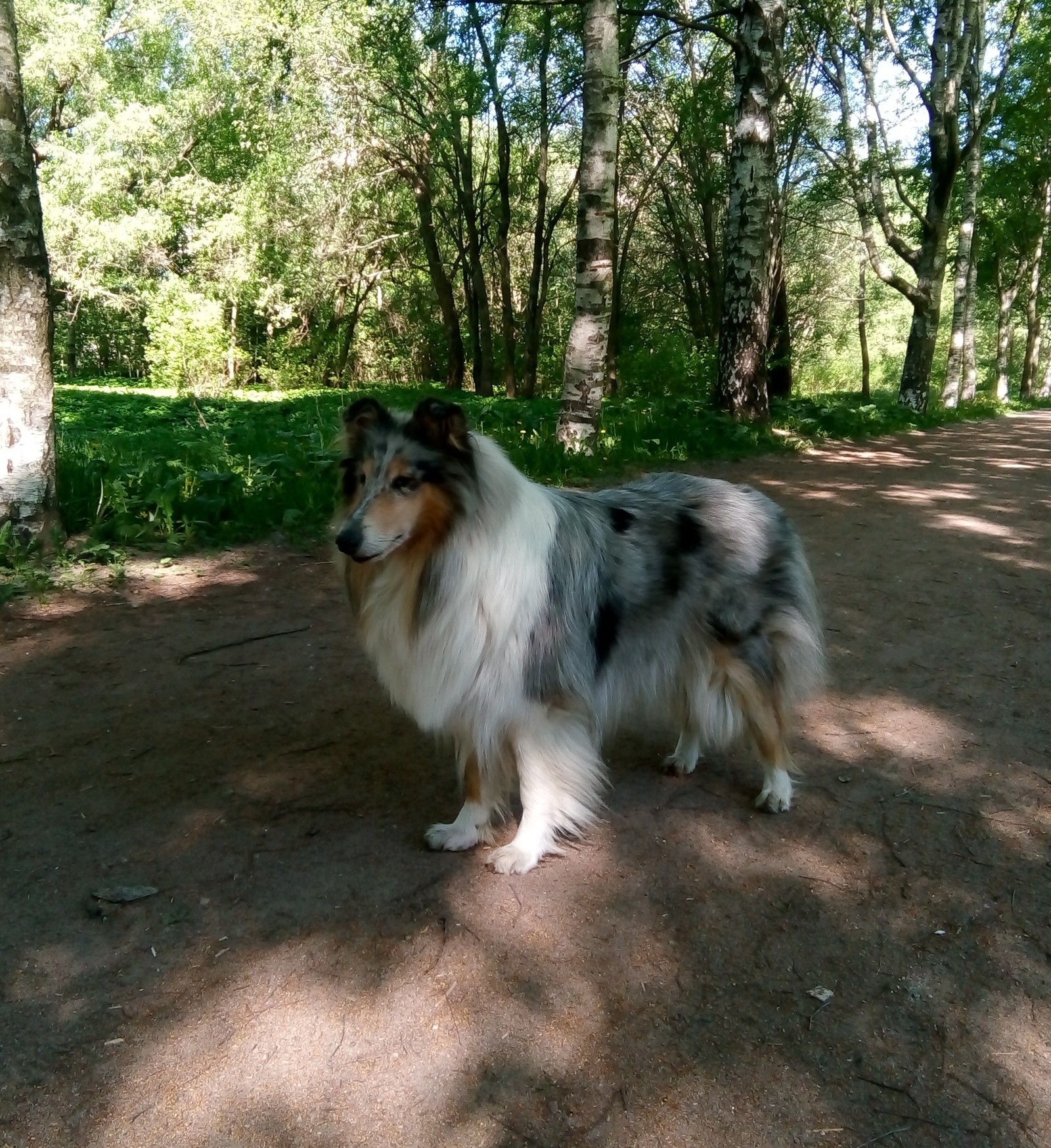 my favorite noses - My, Collie, Dog, Pets, Longpost