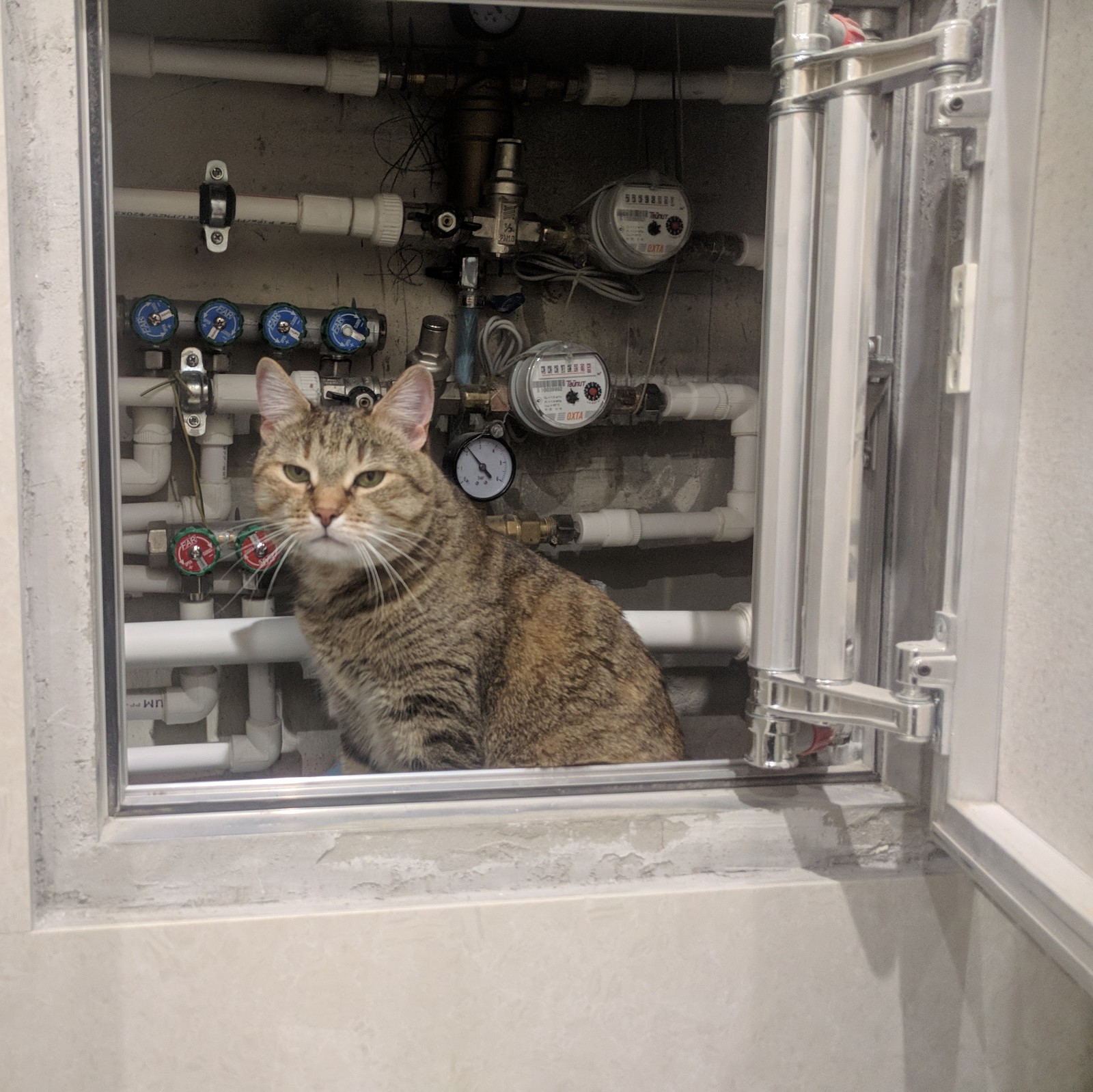 Furry plumber. - My, Catomafia, cat, Plumber