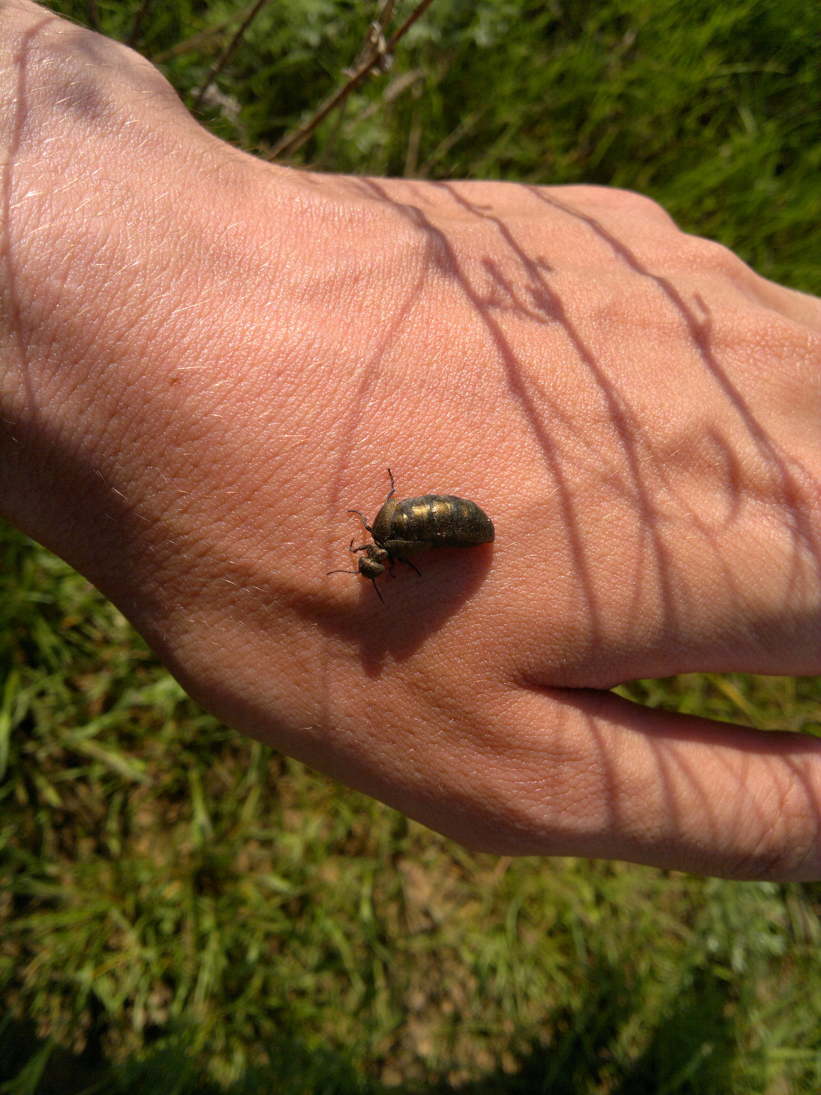 beetle tank top - My, Жуки, , Video, Longpost