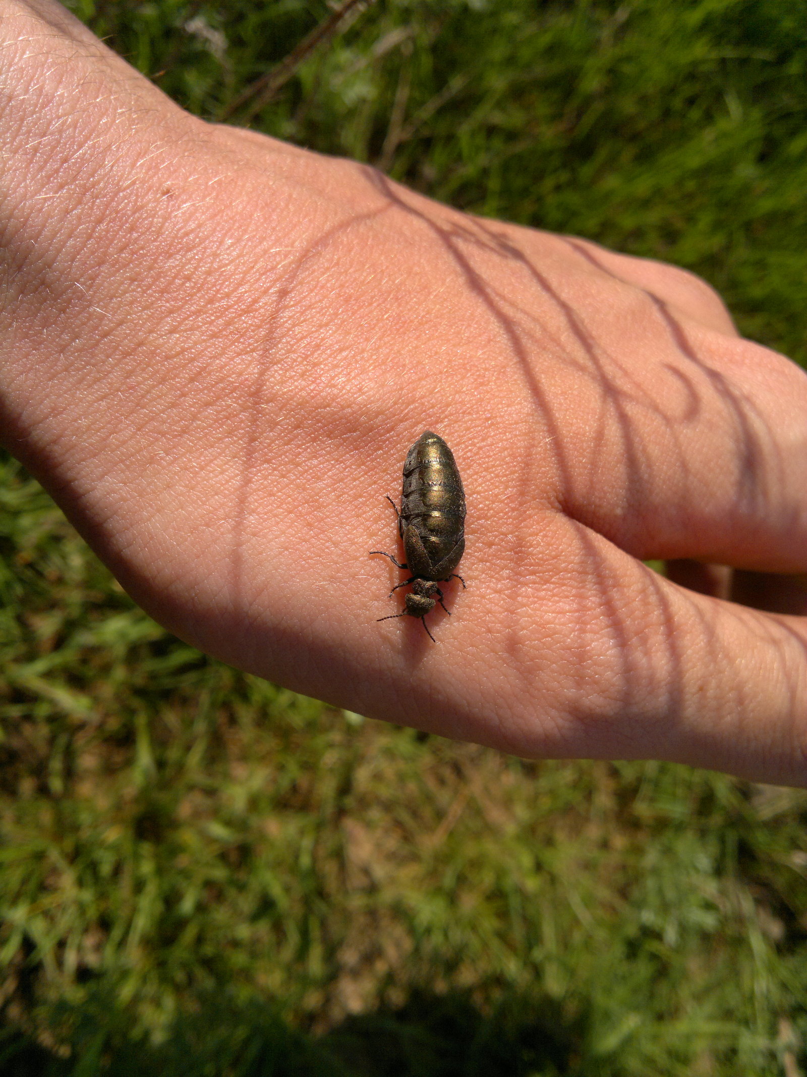 beetle tank top - My, Жуки, , Video, Longpost