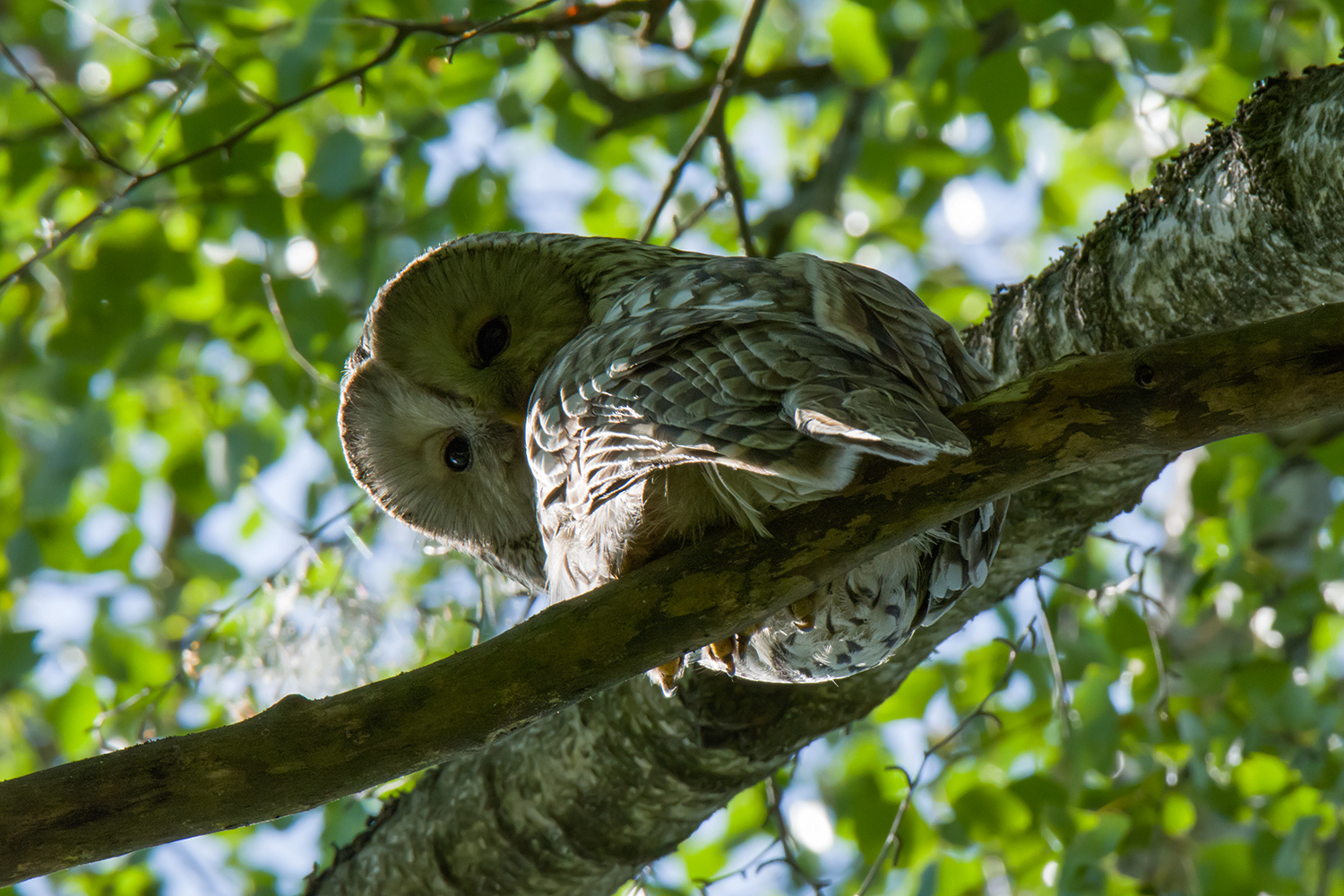 Long-tailed owl - My, Birds, Owl, Predator birds, Long-tailed owl, Tawny owl, Leningrad region, The photo, Longpost