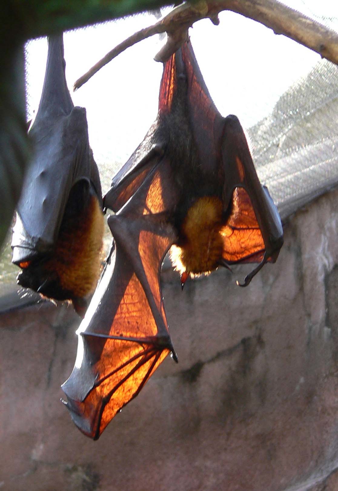 Kalong or giant flying fox. - The photo, Longpost, , Bats, Milota, Animals