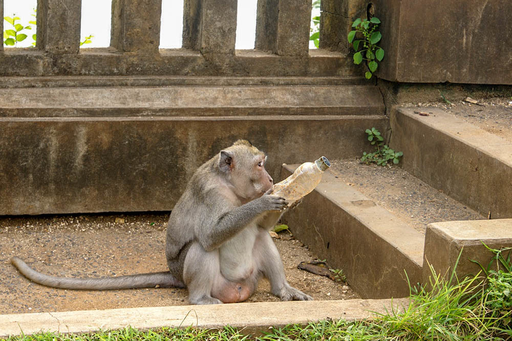 These funny animals - My, Bali, Monkey, , Waterhole, Uluwatu