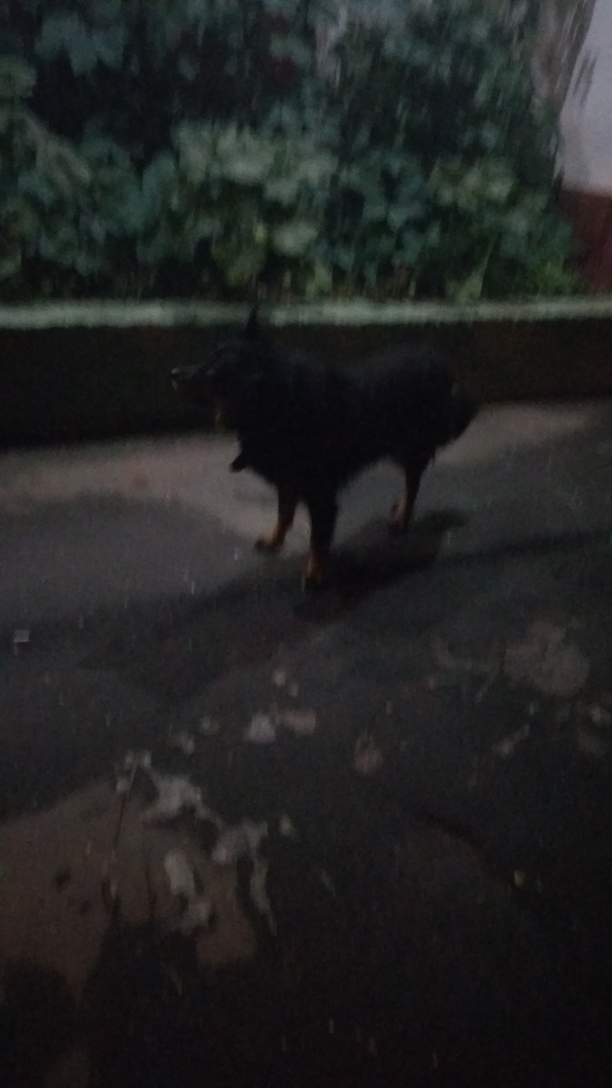 Found dog. - My, Dog, Found a dog, Moscow, Yuao, Help, Longpost, No rating