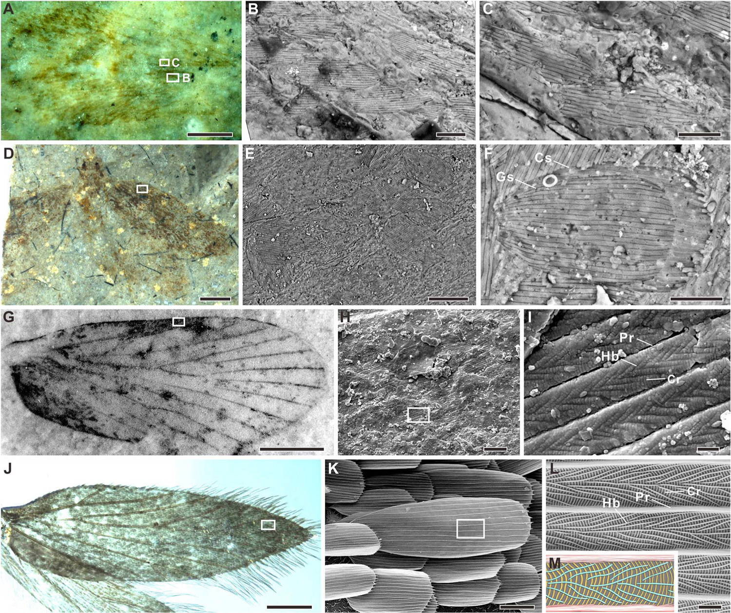 The oldest butterflies of the Jurassic period had a structural coloration - Paleontology, Butterfly, The science, Evolution, Copy-paste, Elementy ru, Longpost