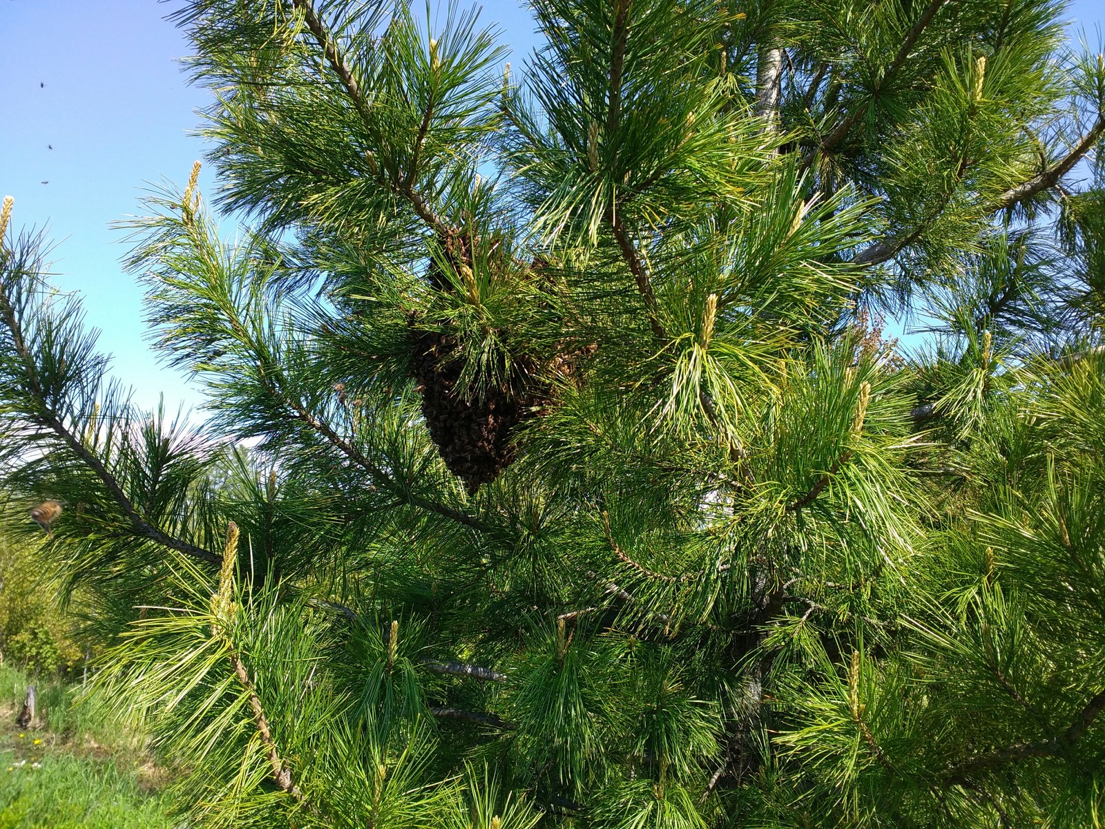 Strange cones on cedar - My, Wrong bees, Dacha, Cedar, Pine nuts, Hive, Video, Longpost