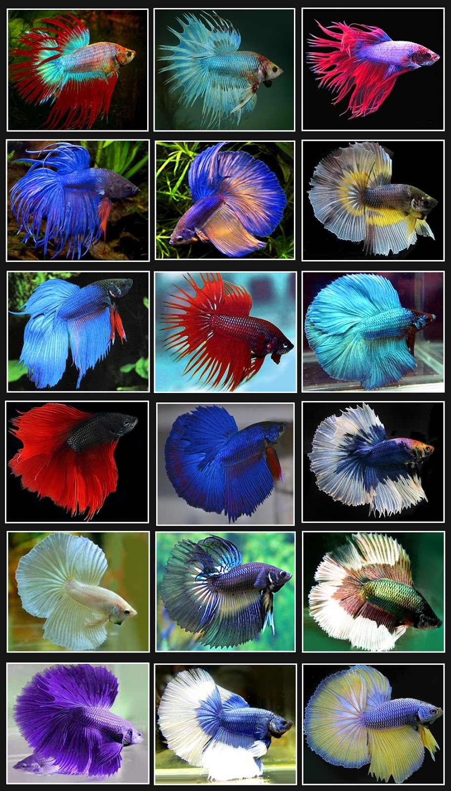 If you are interested in selection - My, A fish, Selection, Aquarium, Guppy, Cockerel fish, Longpost