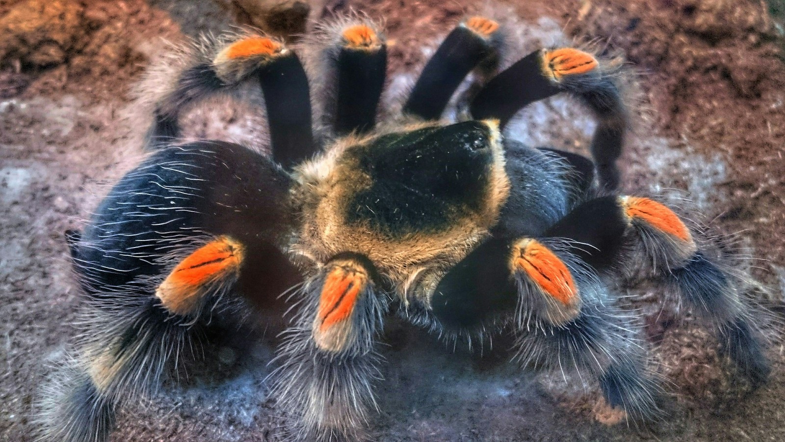 Fluffy handsome - My, Spider, Arachnophobia