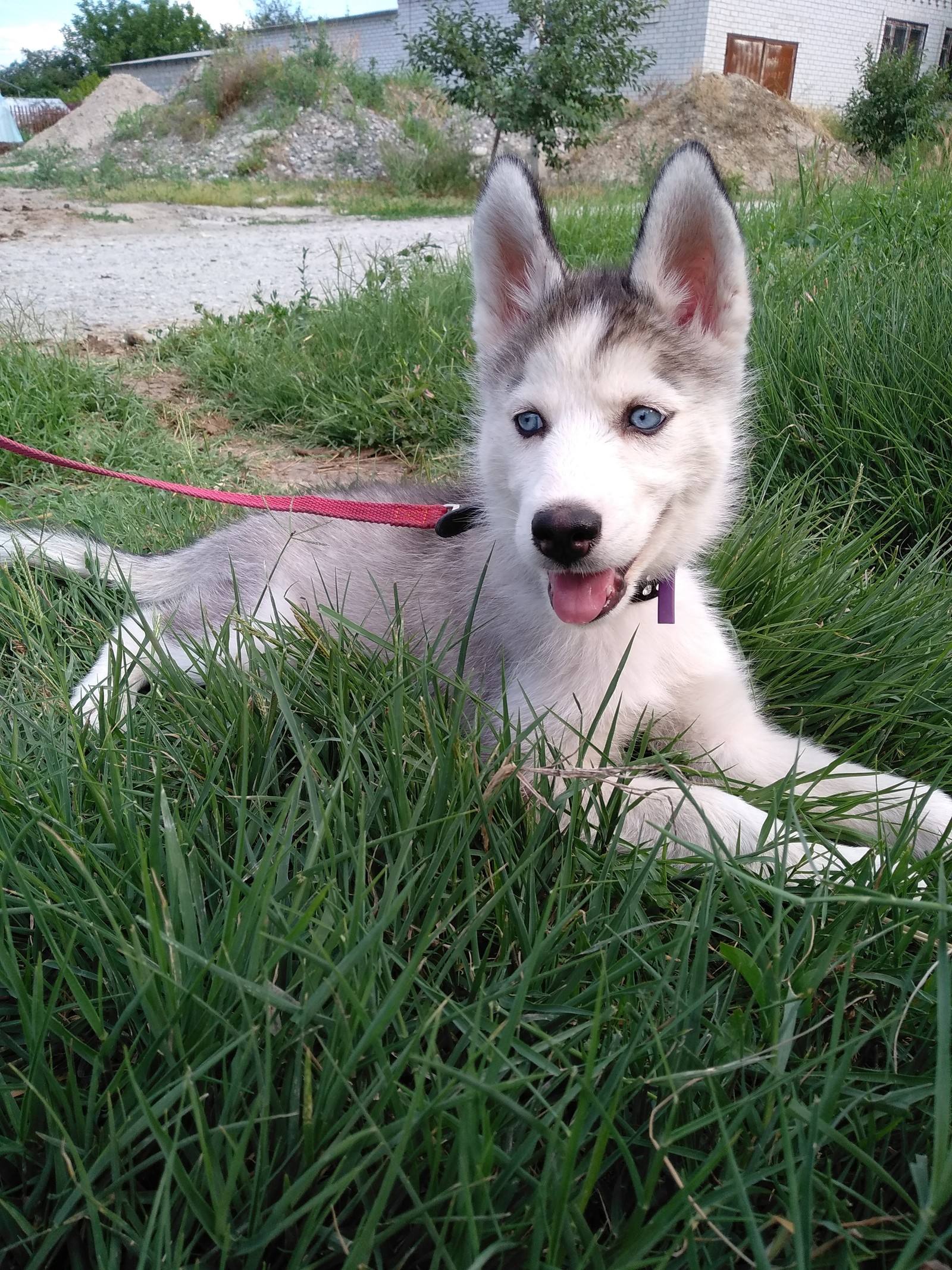 Husky puppy - Husky, Siberian Husky, Dog, Animals, The photo