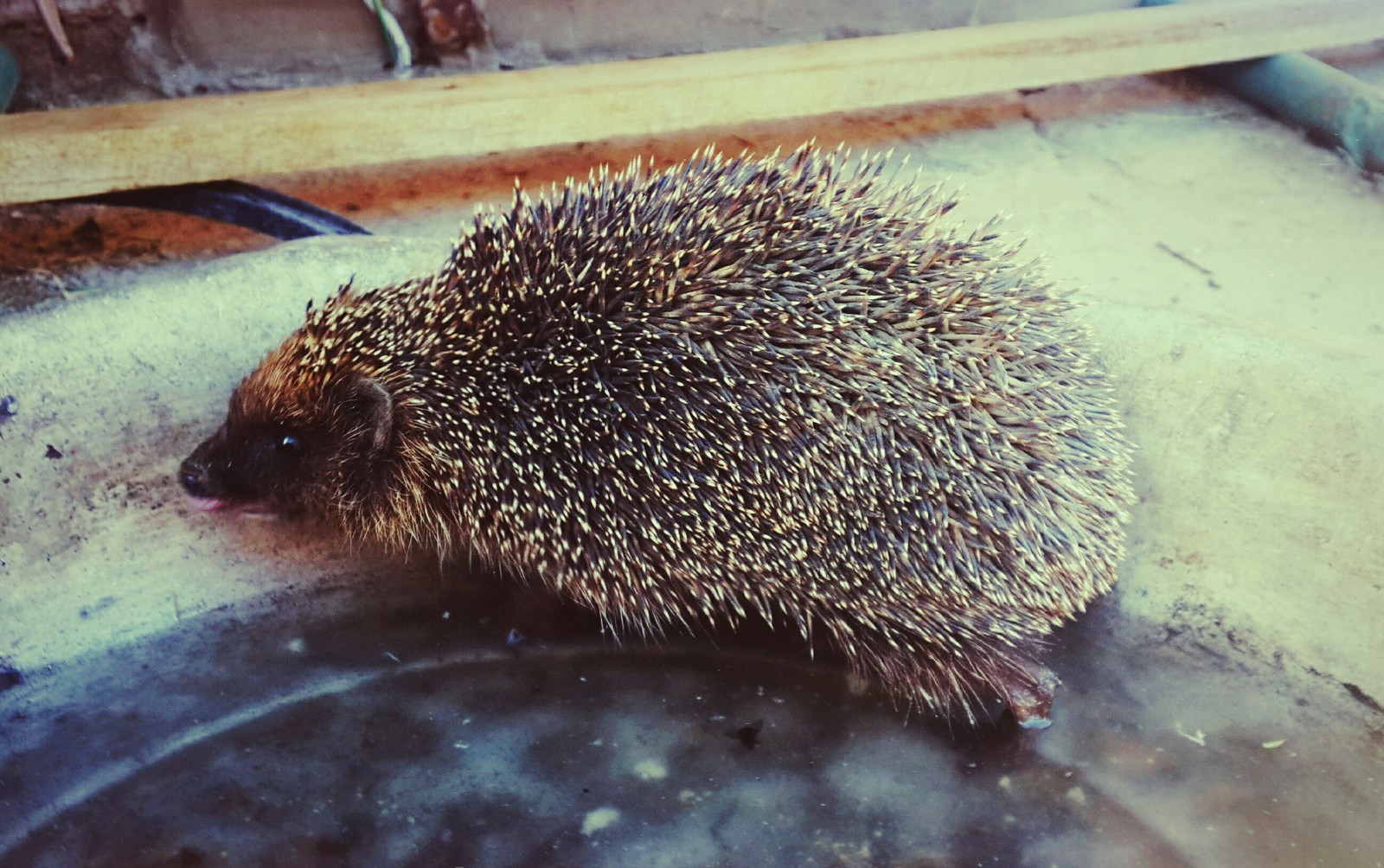 Hedgehog fleeing the sun - Heat, Light, The sun, Hedgehog in the fog