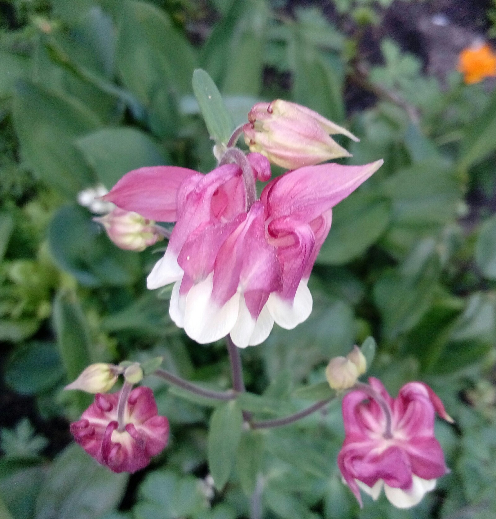 Living harmony - My, Aquilegia, Flowers