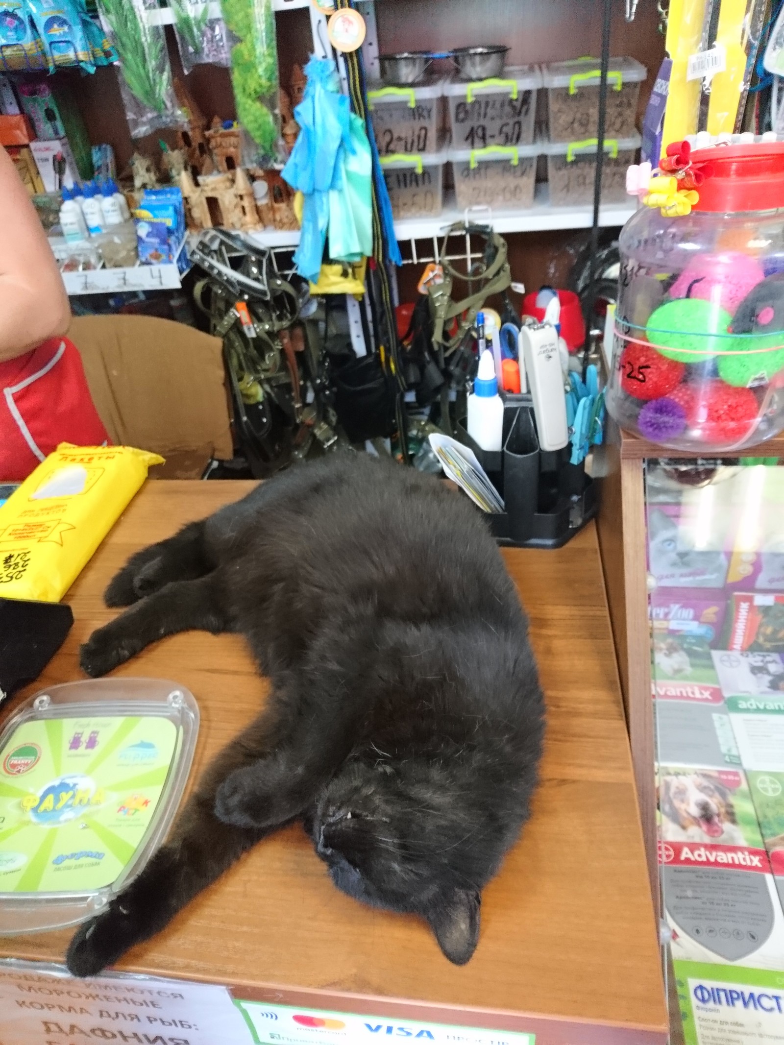 pet shop owner - My, Catomafia, cat, Score