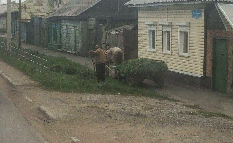 Крестьянин косит траву для своего коня - Юмор, Фотография