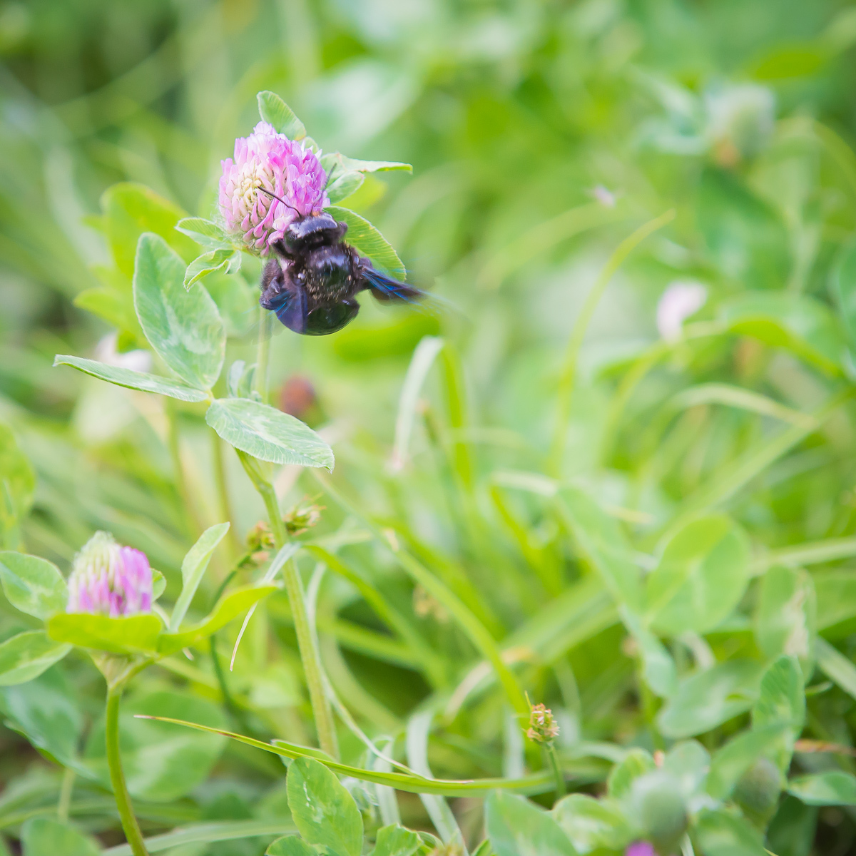 League of Botanists, who is this? - My, Longpost, Insects, Bumblebee, Entomology, Who is this?