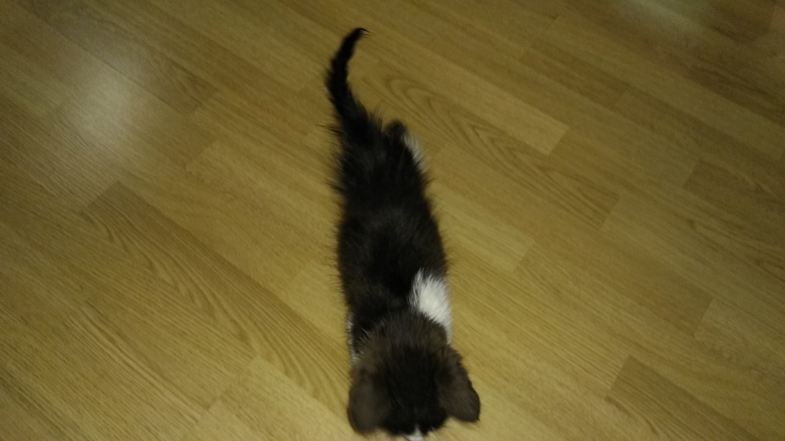 Kitten in good hands, new owners needed - My, No rating, Animals, cat, In good hands, Help, Bryansk, Pet, Overexposure, Longpost, Helping animals, Pets