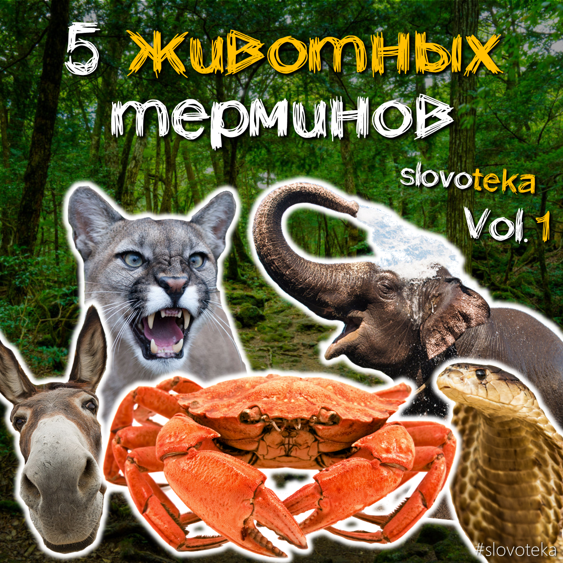 5 animal terms (#1) - Slovoteka, Word, The words, Dictionary, Animals, Choice, Elections, Longpost