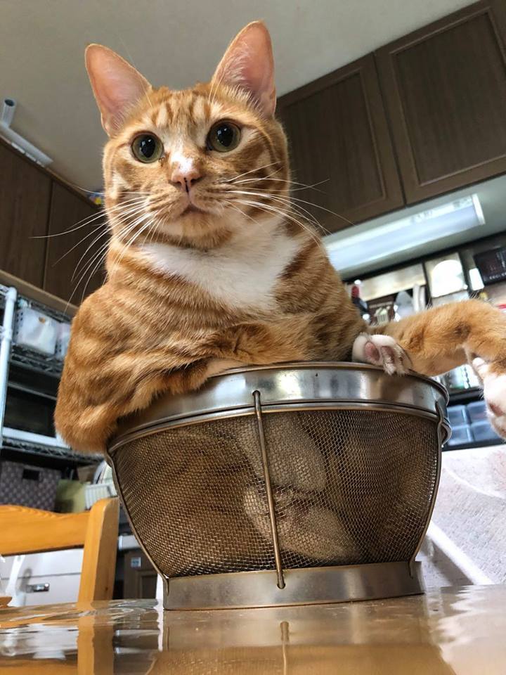 Are you cooking for me? - cat, , Kitchenware, handsome cat, Convenience