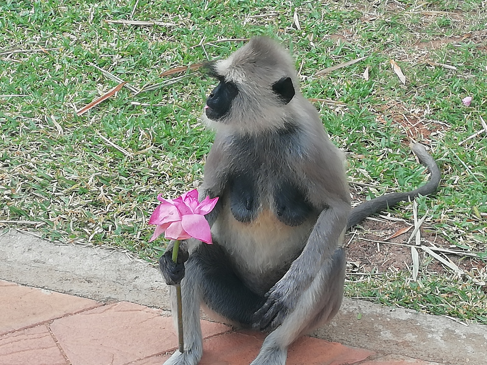 Happy - Monkey, Flowers, 