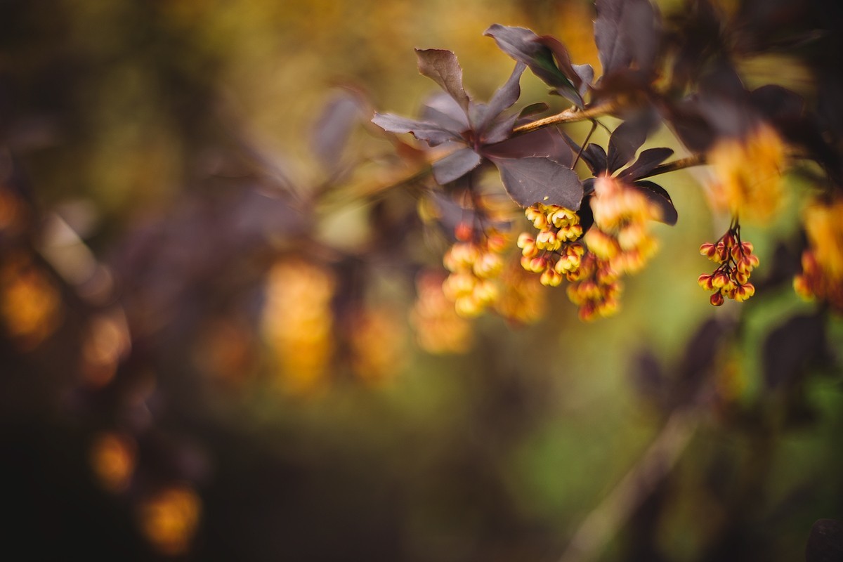 Helios - My, Helios44, The photo, Карелия, Petrozavodsk, Longpost