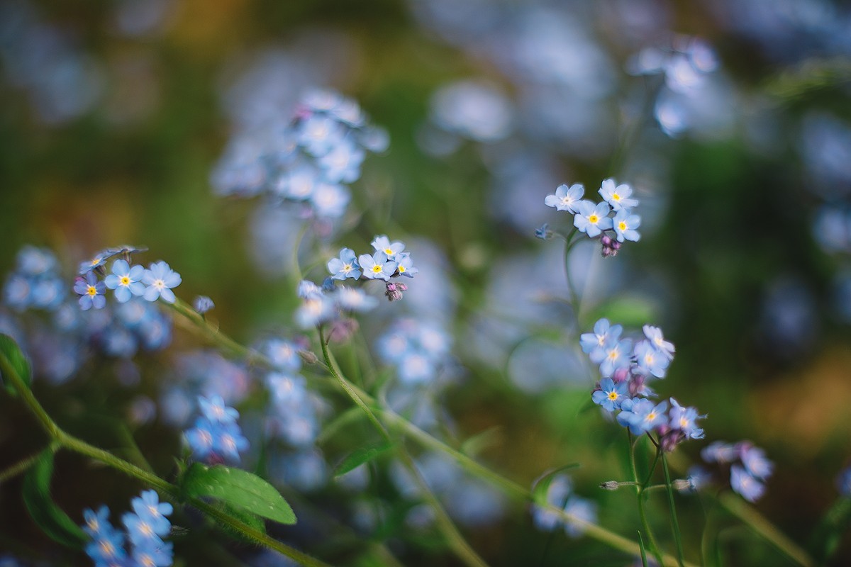 Helios - My, Helios44, The photo, Карелия, Petrozavodsk, Longpost