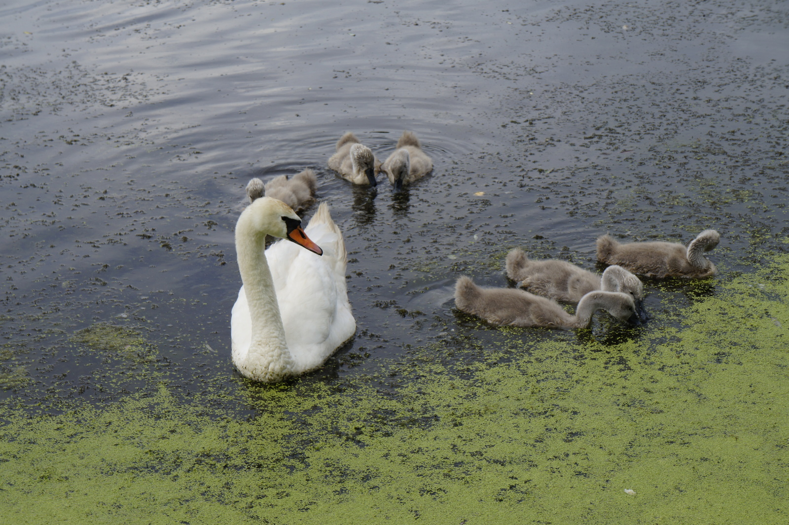 History of a pair of swans - My, , The photo, Death, Longpost, Swans