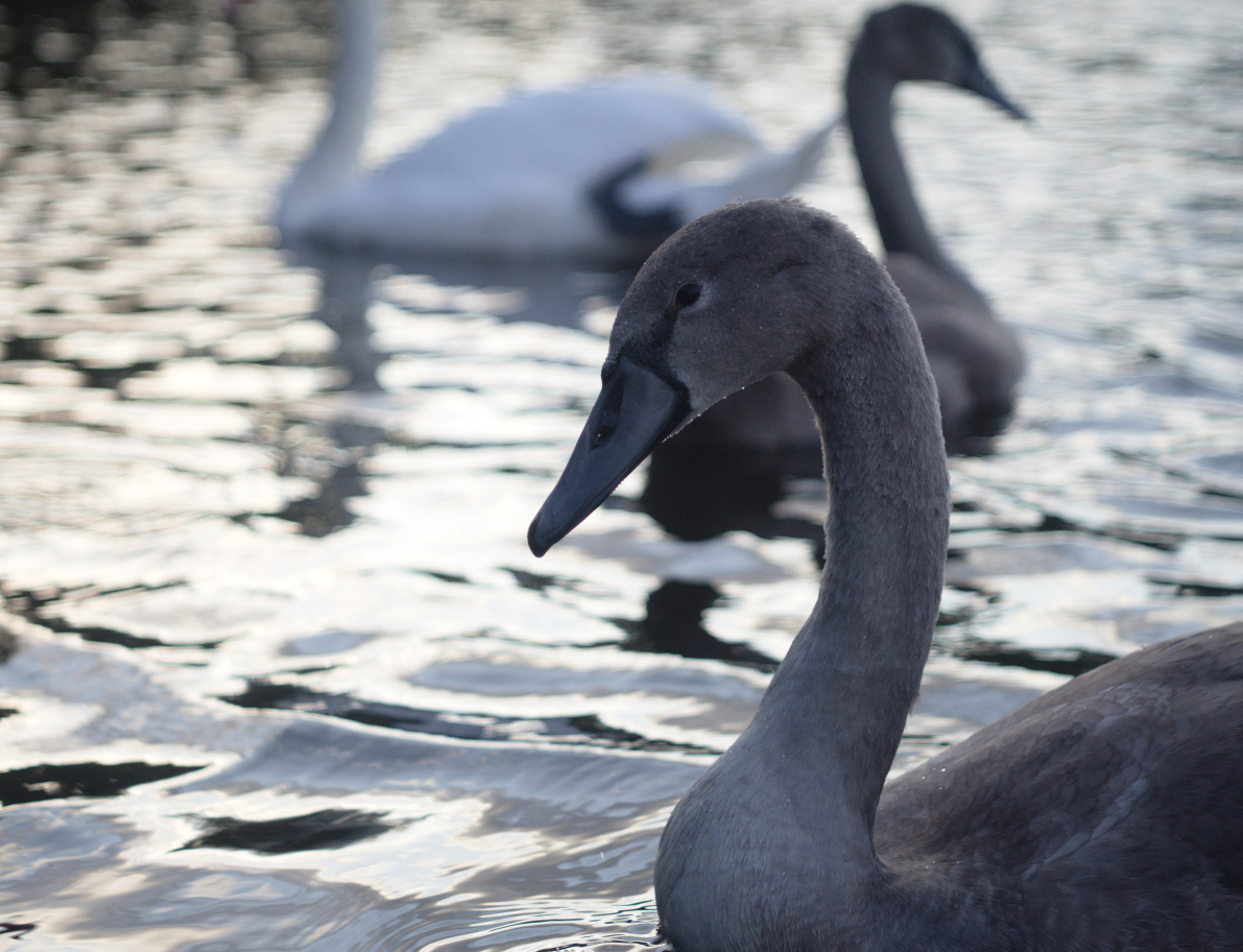 History of a pair of swans - My, , The photo, Death, Longpost, Swans