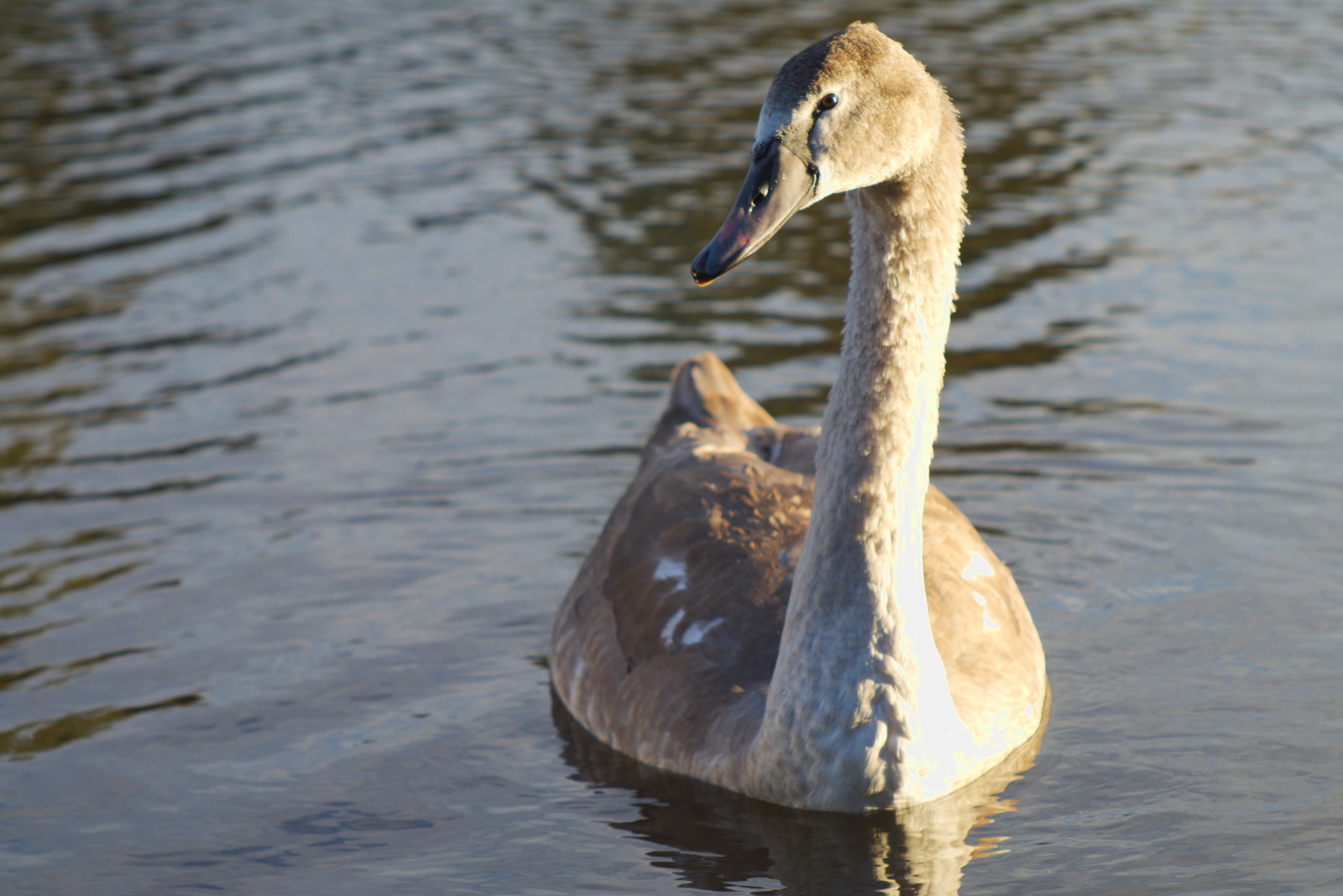 History of a pair of swans - My, , The photo, Death, Longpost, Swans