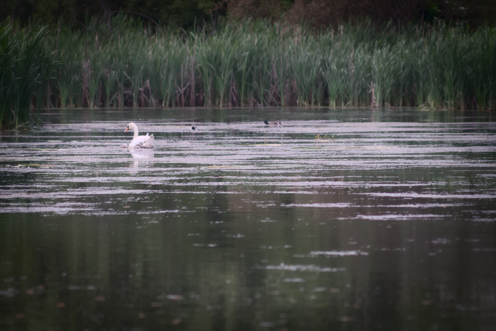 History of a pair of swans - My, , The photo, Death, Longpost, Swans