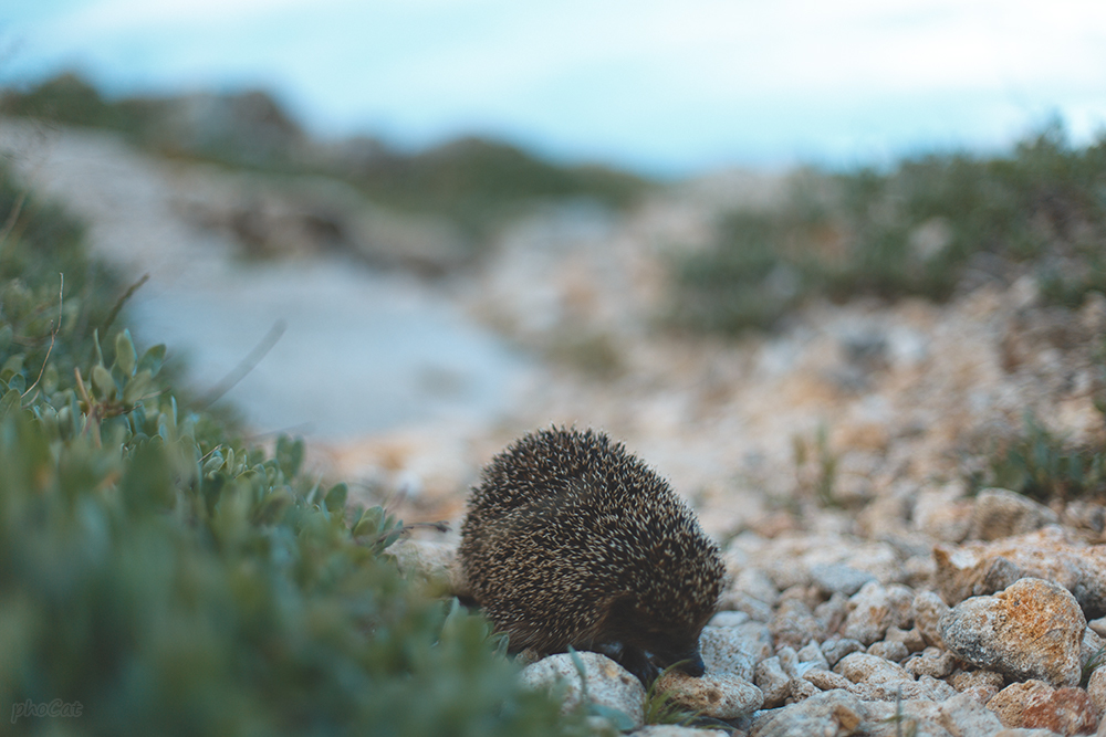 Crimean Mayak - My, , Crimea, Sevastopol, Lighthouse, Sea, Clouds, Hedgehog, Longpost